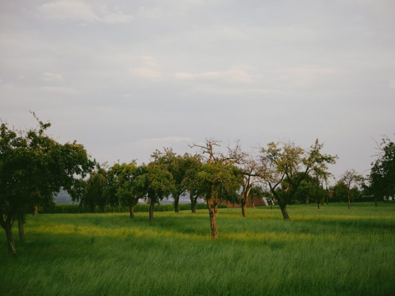 Campo Gramado Verde Com Arvores Espalhadas Sob Um Ceu Nublado GCQLE3Chk88