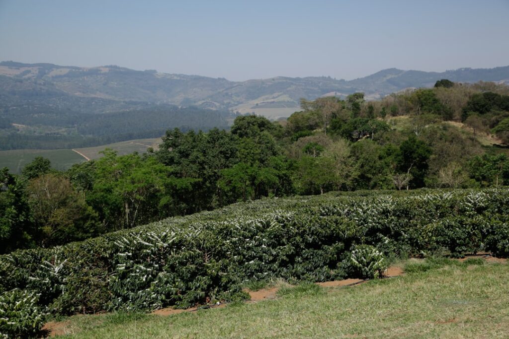 Fileiras De Plantas De Cafe Em Uma Encosta Com Montanhas N_1lnzUYuAs
