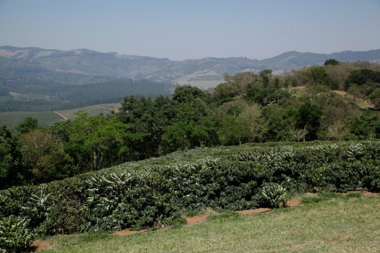 Fileiras De Plantas De Cafe Em Uma Encosta Com Montanhas N_1lnzUYuAs