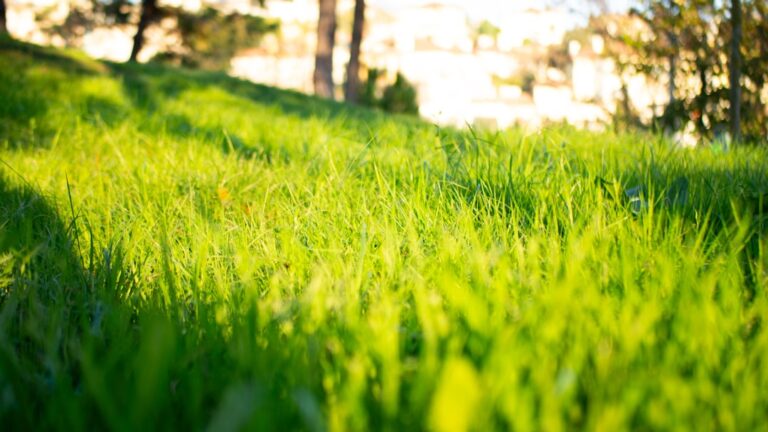 Grama Verde Exuberante Iluminada Pela Luz Dourada Do Sol 66XQ5purMKQ