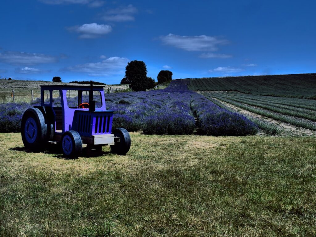 Trator Roxo Em Um Campo De Lavanda Sob Ceu Azul 6OU3nAVUaD4