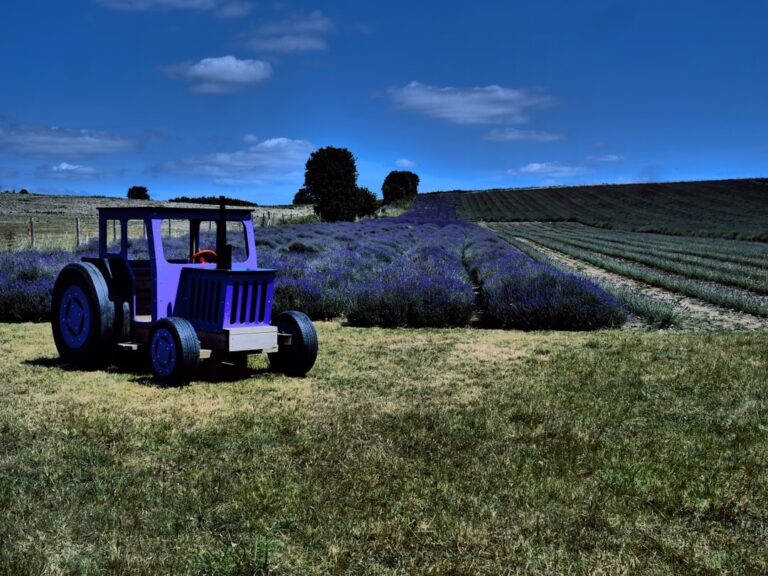 Trator Roxo Em Um Campo De Lavanda Sob Ceu Azul 6OU3nAVUaD4