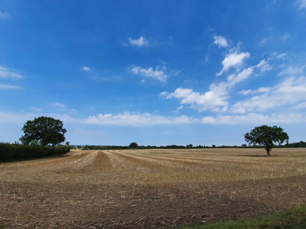 Arvores Verdes No Campo De Grama Verde pRSKZPRfvrM