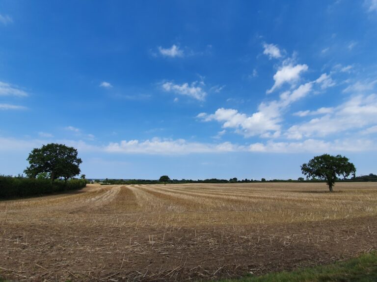 Arvores Verdes No Campo De Grama Verde pRSKZPRfvrM
