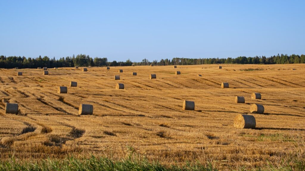 Fardos De Feno Redondos Espalhados Por Um Campo Dourado dyjaN4VHJmw