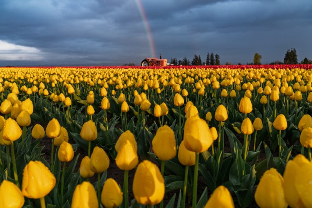 Campo De Tulipas Amarelas Sob Um Ceu Nublado E Dramatico yIDXmLbe98Q