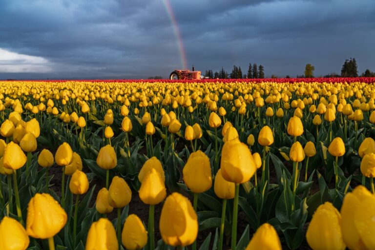Campo De Tulipas Amarelas Sob Um Ceu Nublado E Dramatico yIDXmLbe98Q